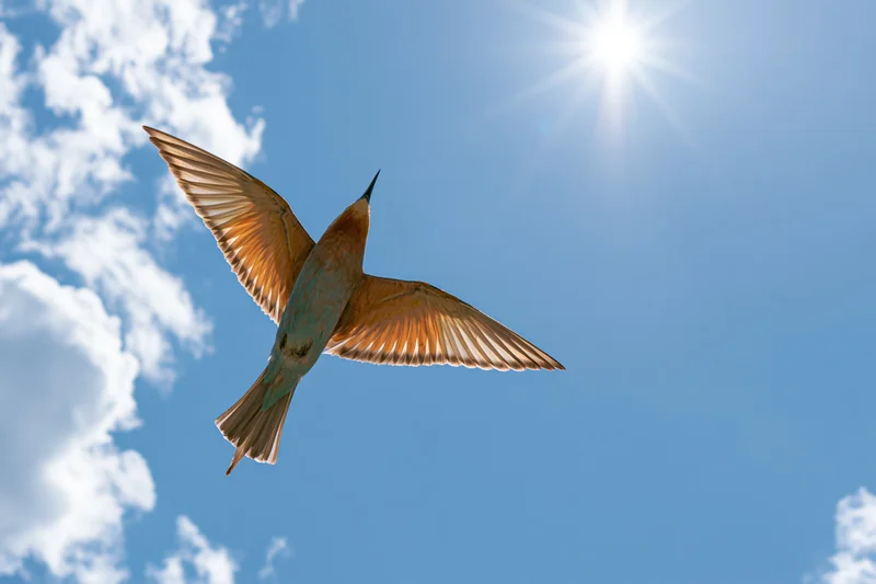 Europeanbeeater in mid-flight with wings fully spread against a bright blue sky with scattered clouds and sun shining above