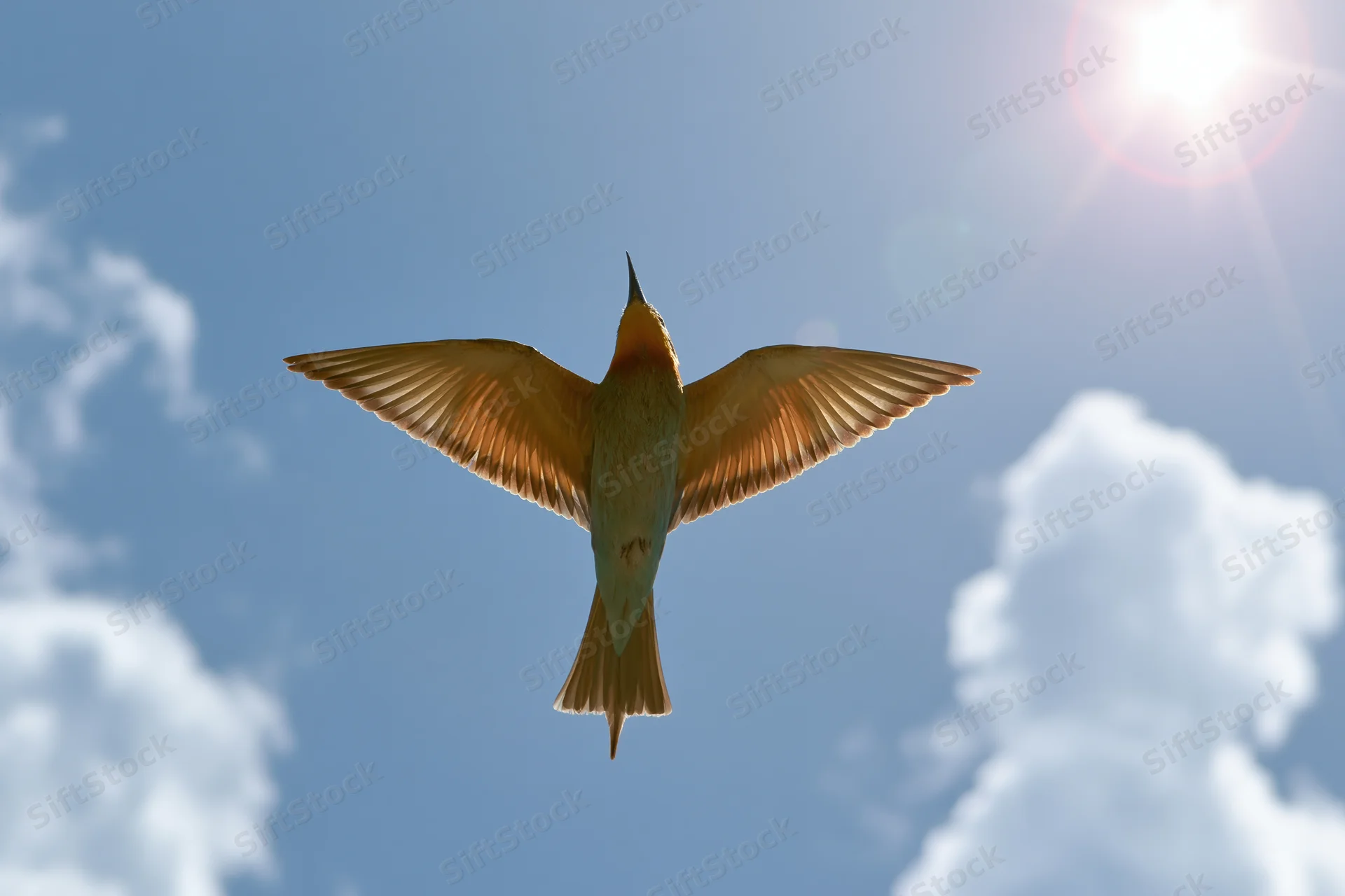 Europeanbeeater in mid-flight with wings fully spread against a blue sky with clouds and sun