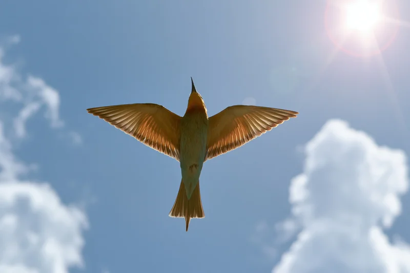 Europeanbeeater in mid-flight with wings fully spread against a blue sky with clouds and sun