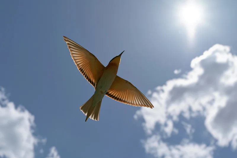 Europeanbeeater in mid-flight with wings fully spread against a blue sky with sun and clouds