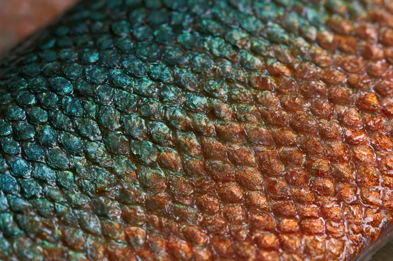 Extreme close-up of iridescent fish scales showing detailed texture and color gradient