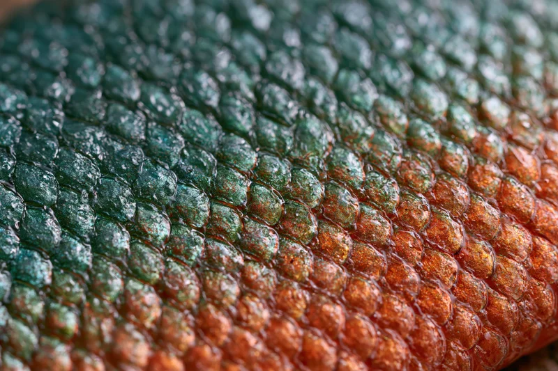 Extreme close-up of fish scales showing iridescent green and orange texture