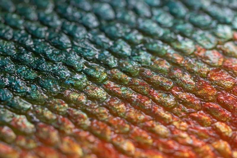Extreme close-up of fish scales showing iridescent blue green and red texture