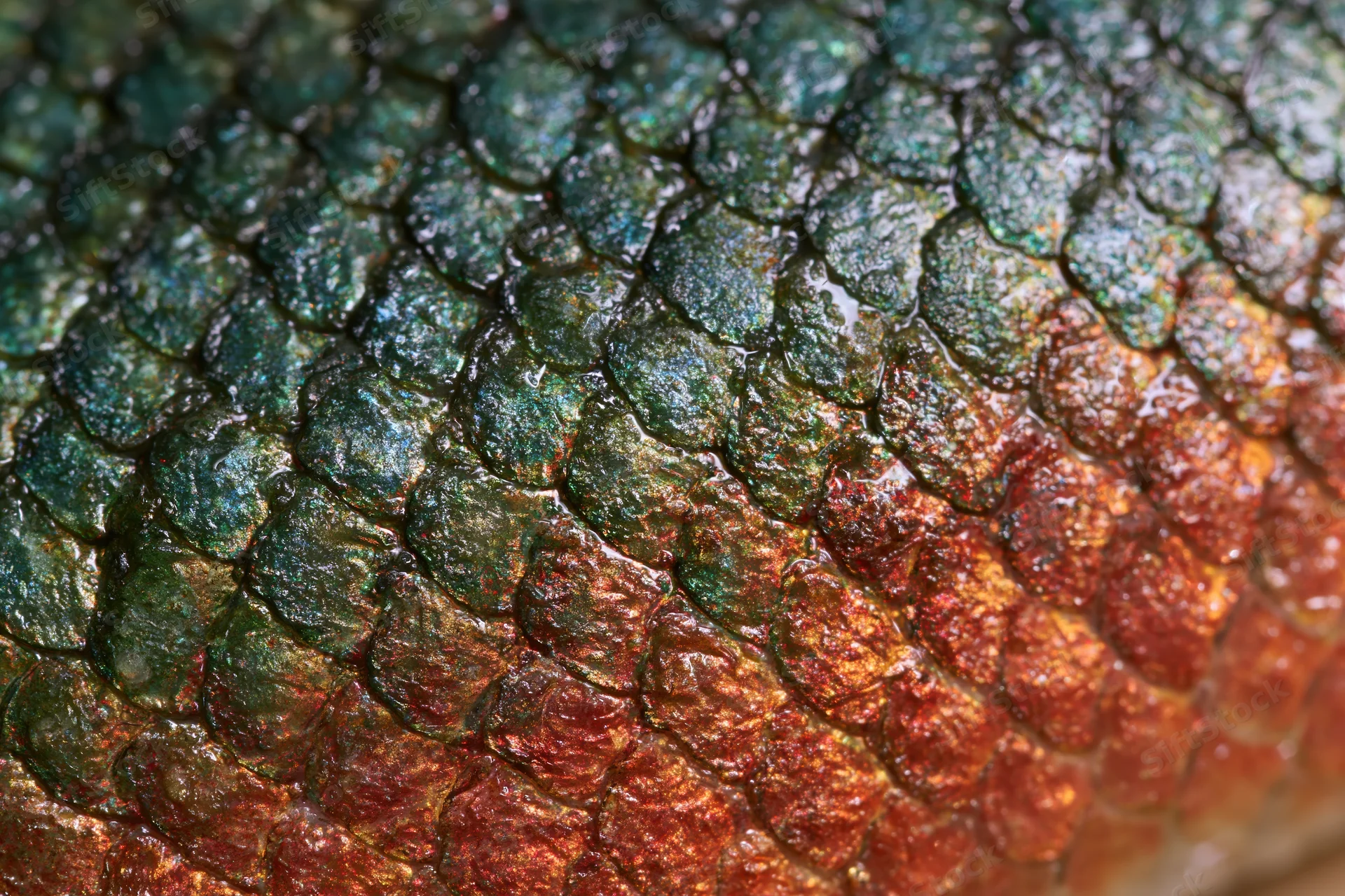 Extreme close-up of fish scales showing iridescent green and red texture