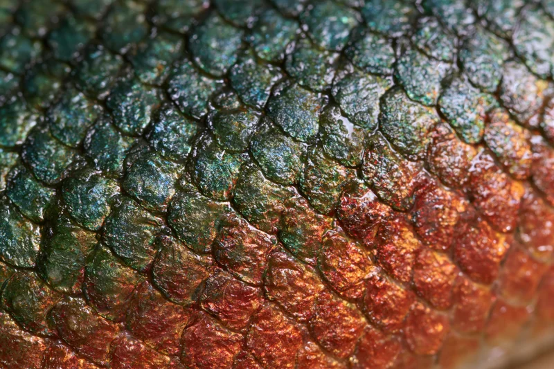 Extreme close-up of fish scales showing iridescent green and red texture