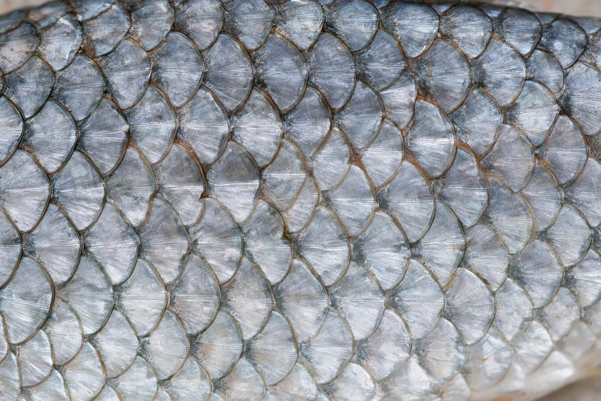 Extreme close-up of overlapping silver fish scales showing detailed texture and natural pattern