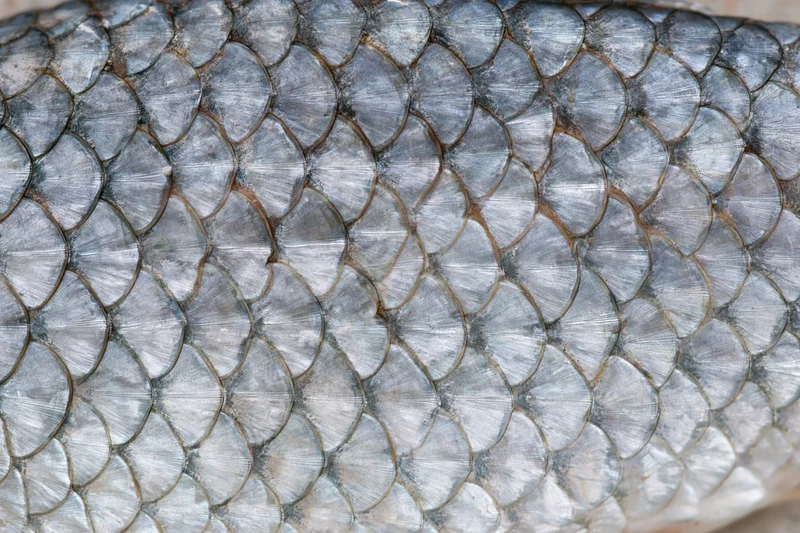 Extreme close-up of overlapping silver fish scales showing detailed texture and natural pattern