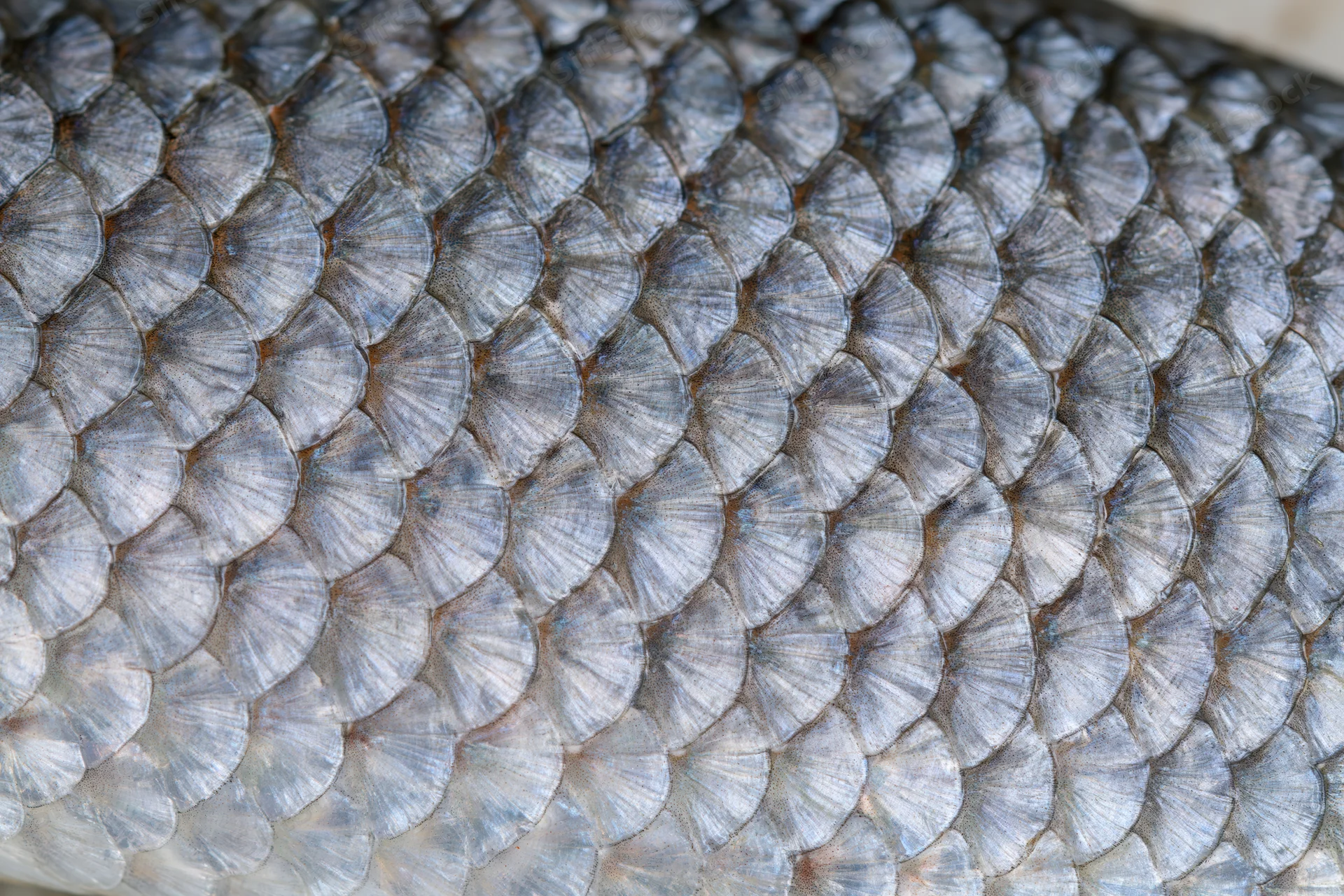 Extreme close-up of overlapping fish scales showing detailed texture and iridescent silver-gray pattern