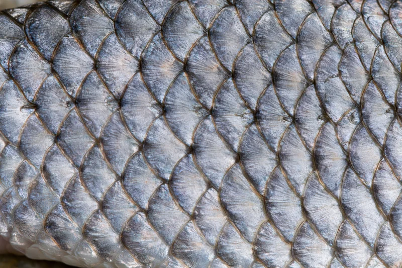 Extreme close-up of overlapping fish scales showing detailed texture and silver-gray pattern