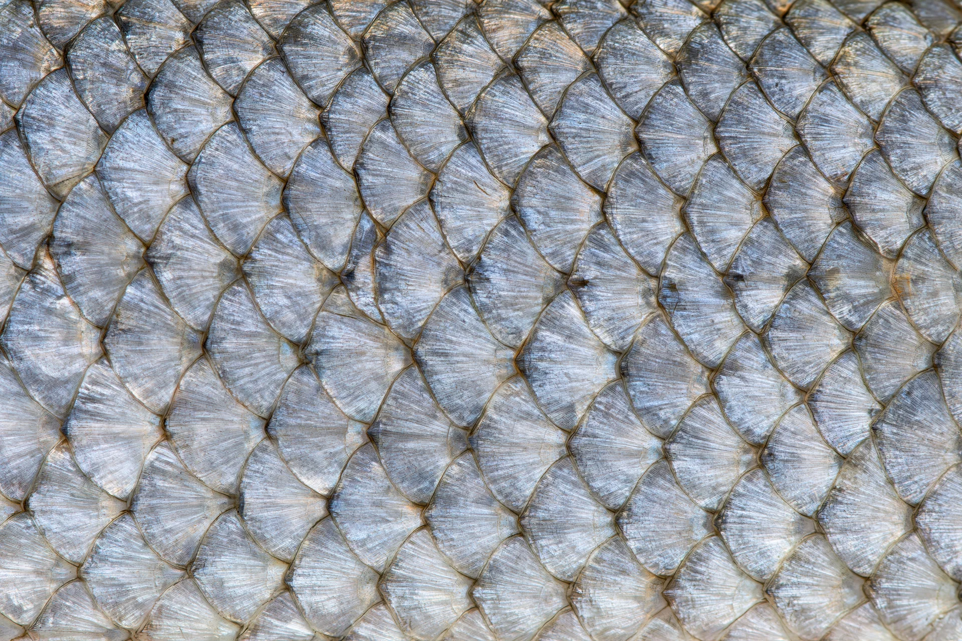 Extreme close-up of overlapping freshwater fish scales showing detailed texture and natural pattern
