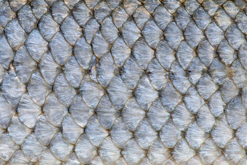 Extreme close-up of overlapping freshwater fish scales showing detailed texture and natural pattern