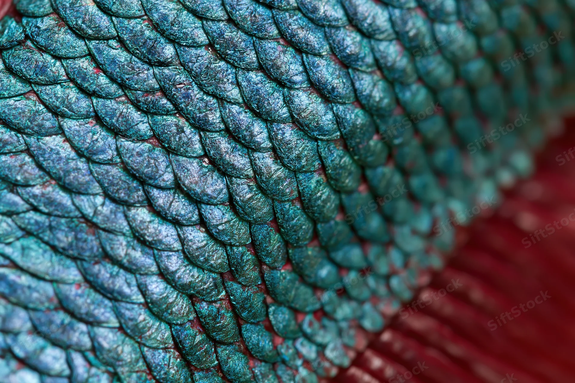 Extreme macro view of iridescent teal scales on a betta fish body