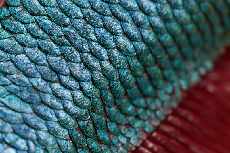 Extreme macro view of iridescent teal scales on a betta fish body