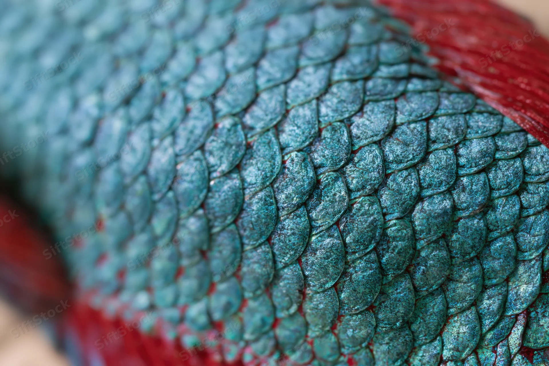 Close-up of iridescent teal scales on a betta fish body with red edges