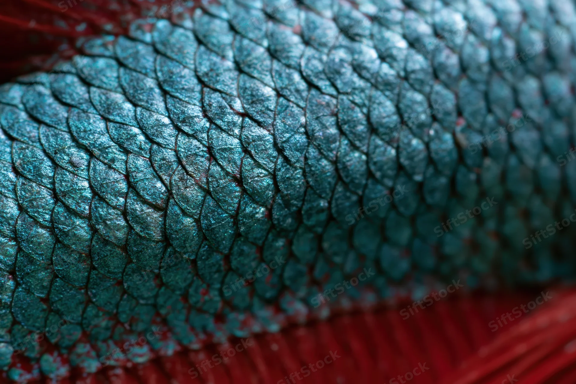 Extreme macro view of betta fish scales showing iridescent teal texture with red fins visible at edges