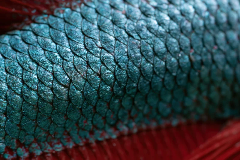 Extreme macro view of betta fish scales showing iridescent teal texture with red fins visible at edges