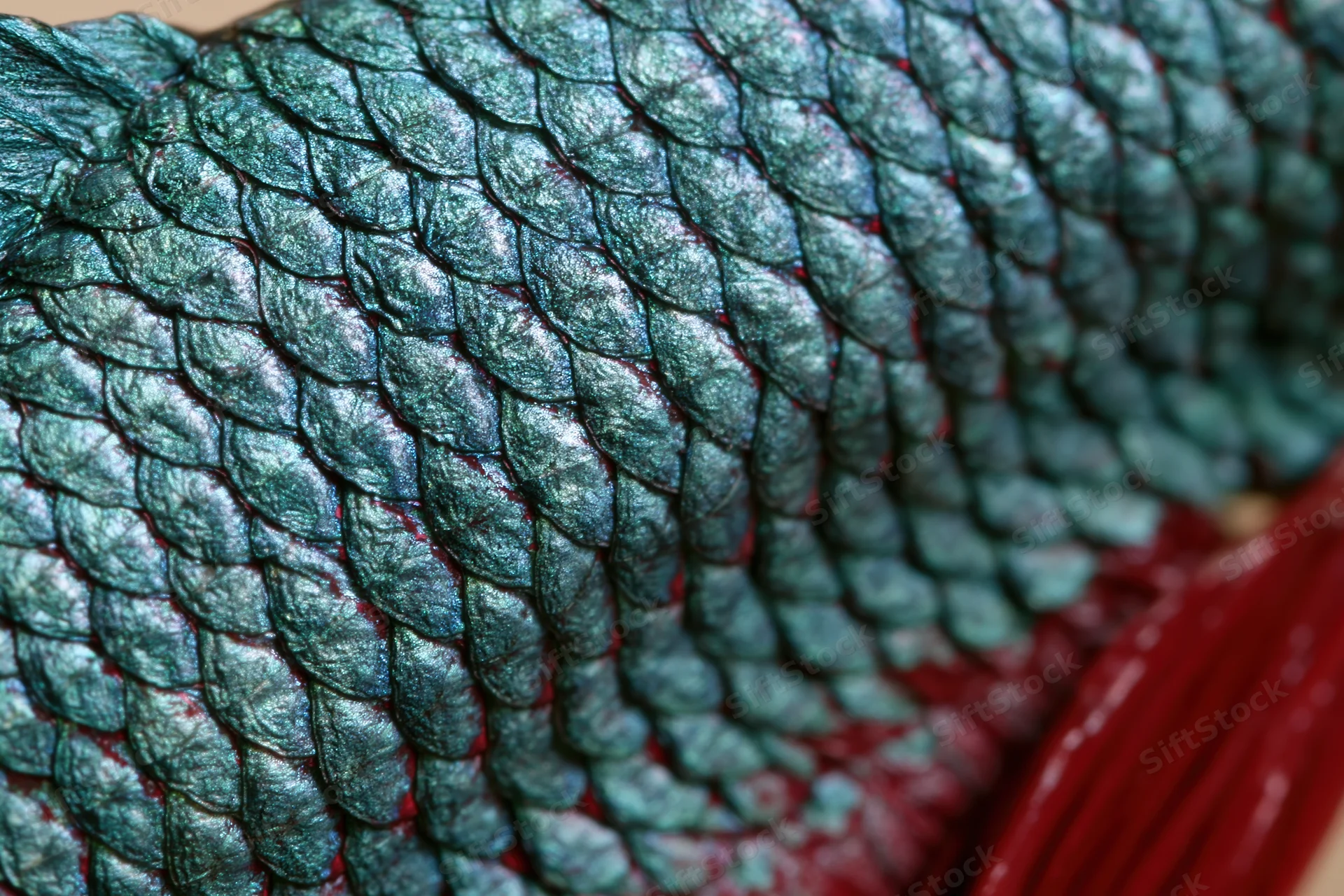Close-up of iridescent teal fish scales with red edges showing detailed texture