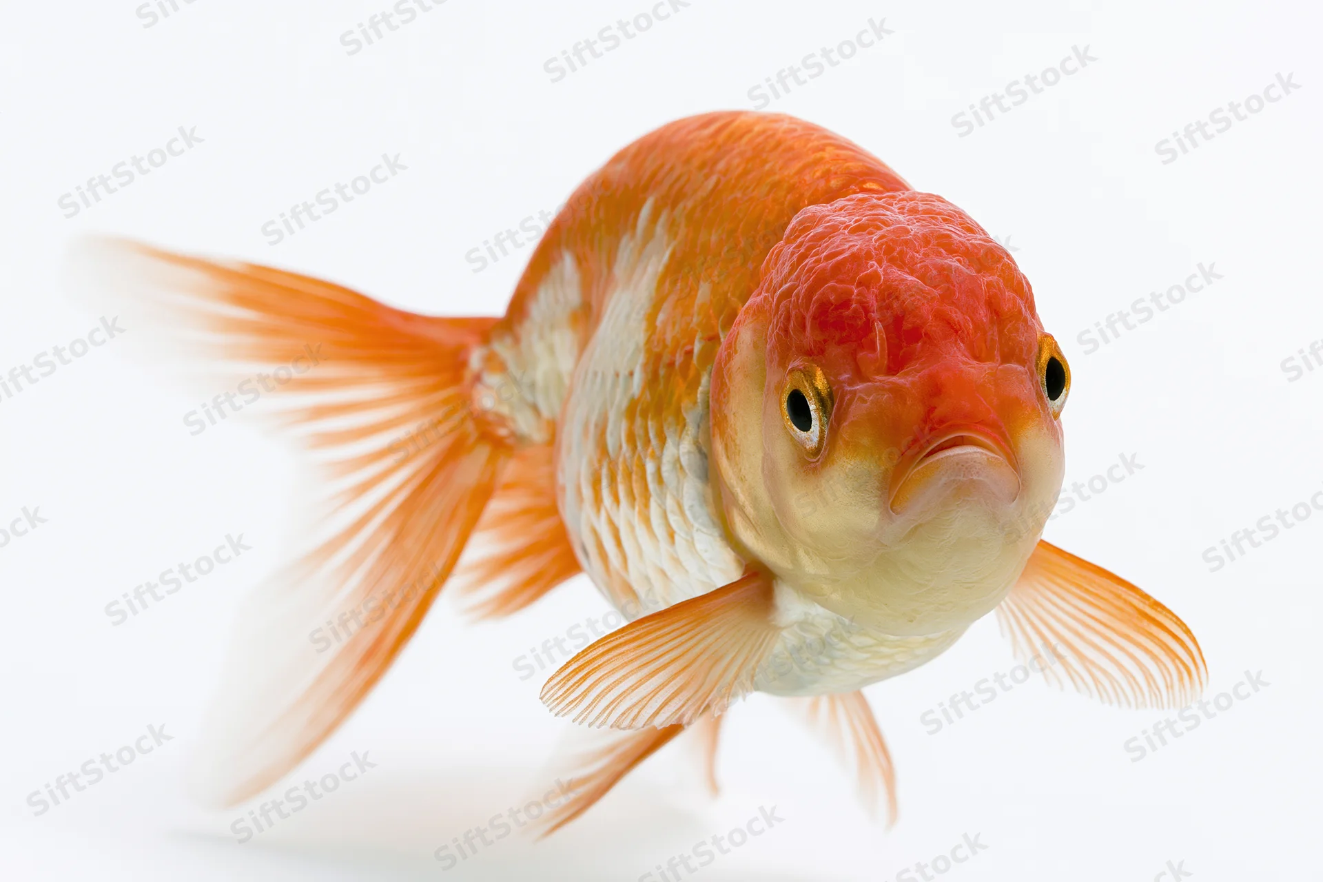 Fancy oranda goldfish swimming forward isolated against white background