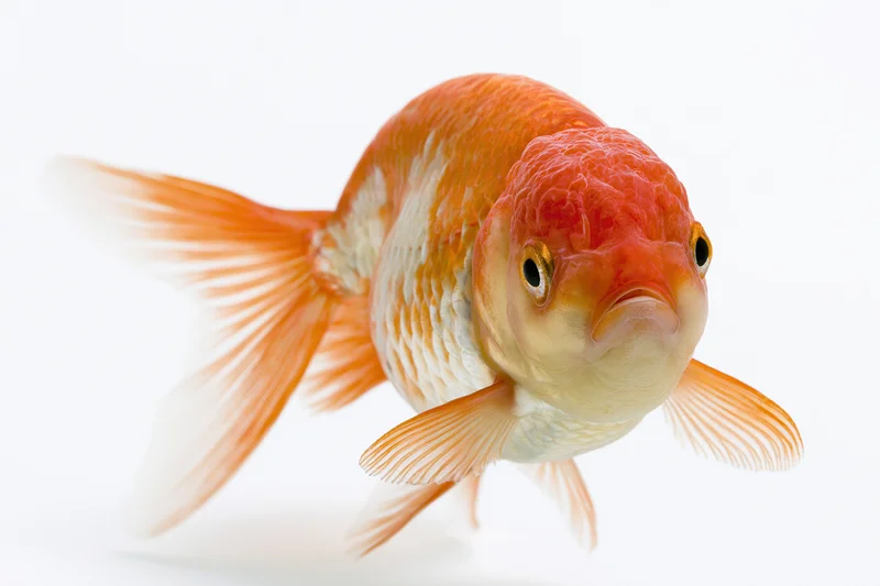 Fancy oranda goldfish swimming forward isolated against white background