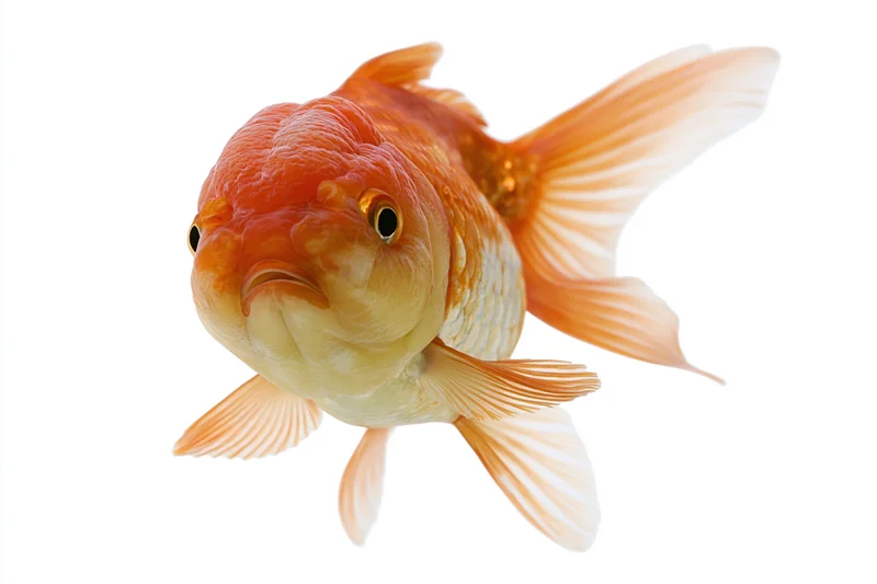 Fancy oranda goldfish swimming forward isolated against white background