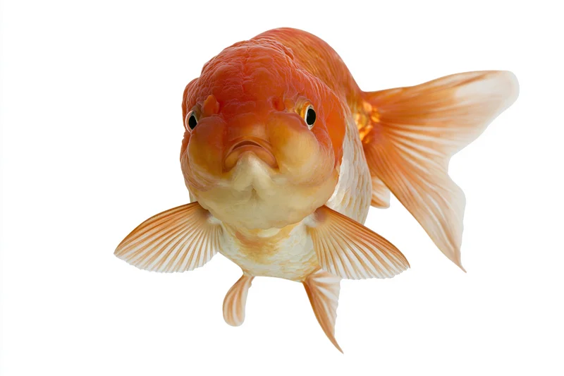 Fancy oranda goldfish swimming forward isolated on white background