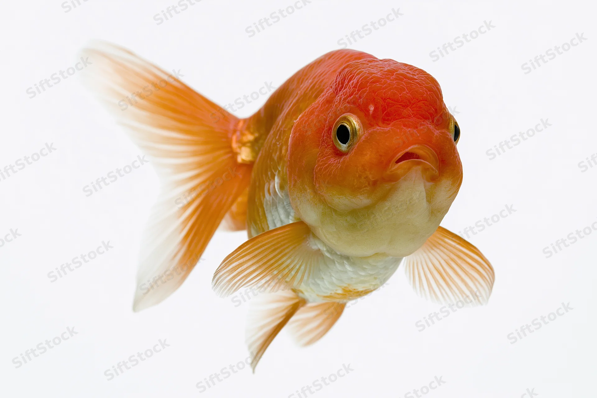 Fancy oranda goldfish swimming forward isolated against white background