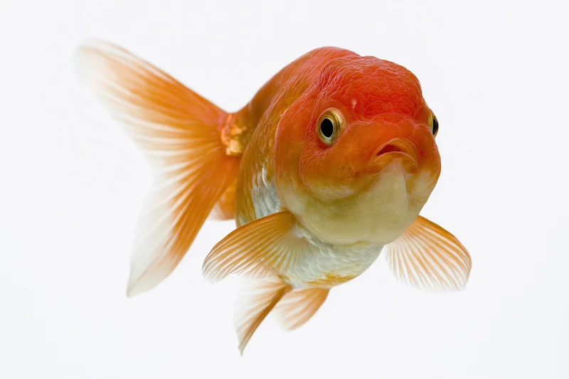 Fancy oranda goldfish swimming forward isolated against white background