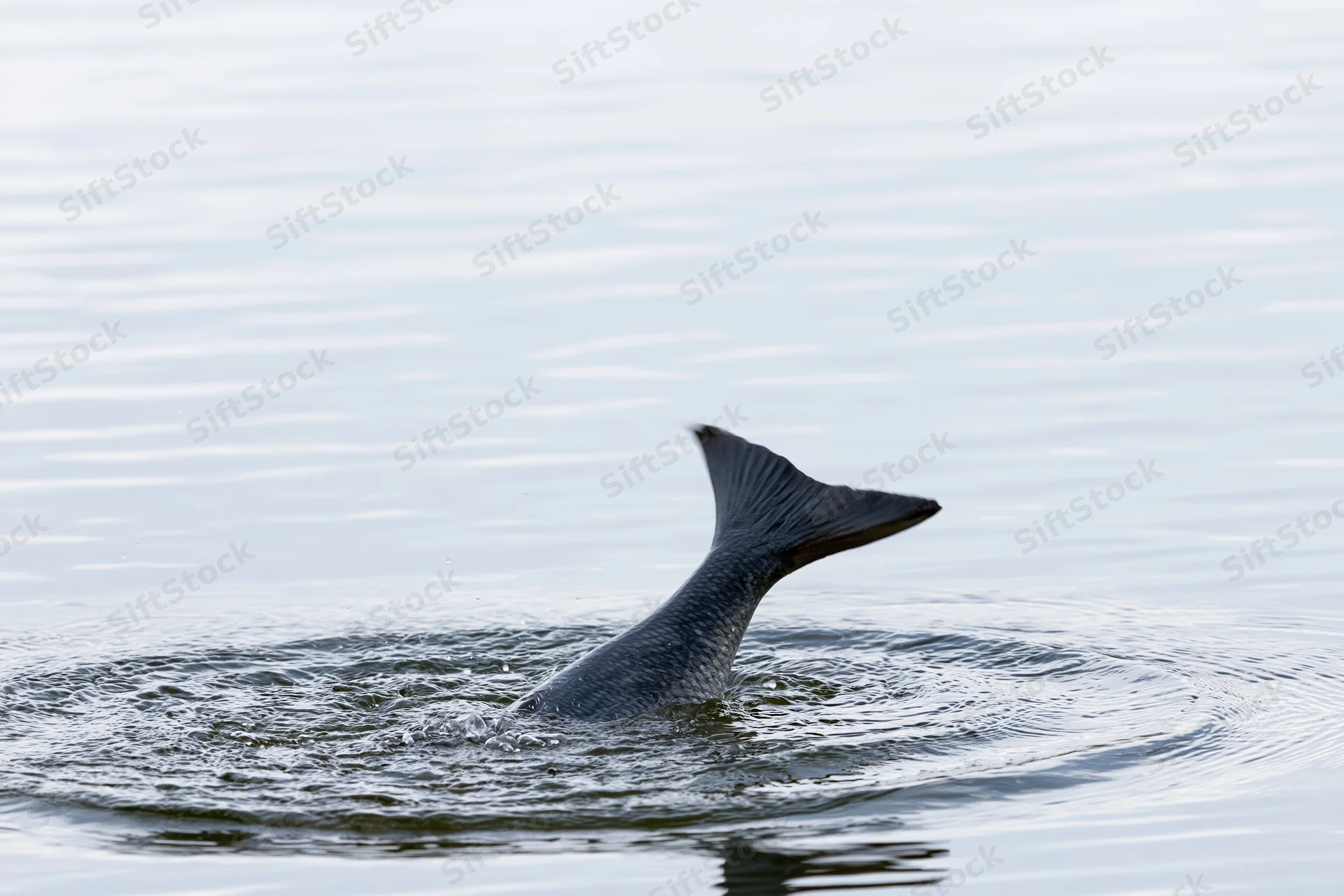 Fish tail fin breaking water surface mid-splash circular ripple