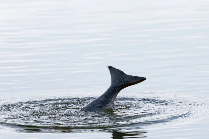 Fish tail fin breaking water surface mid-splash circular ripple