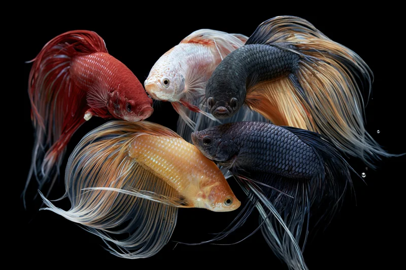Five betta fish swimming in midwater with fanned fins against a dark background