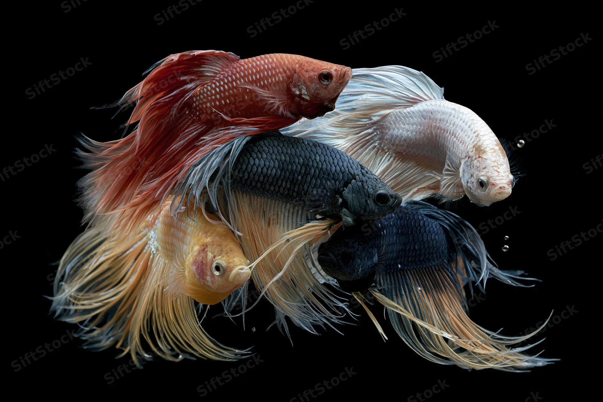 Five betta fish swimming in a cluster with fanned fins against a black background