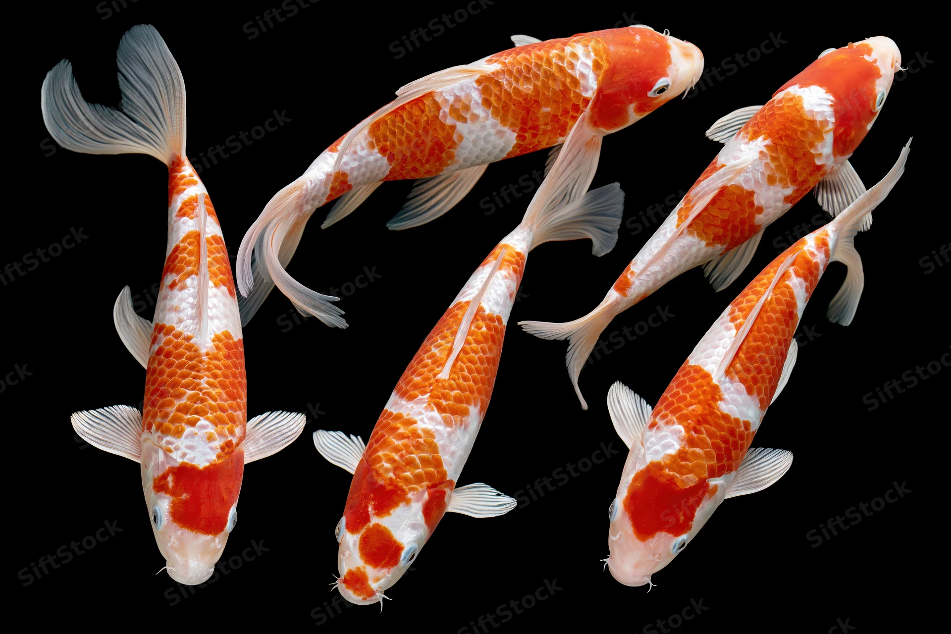 Five koi fish swimming in loose formation against black background