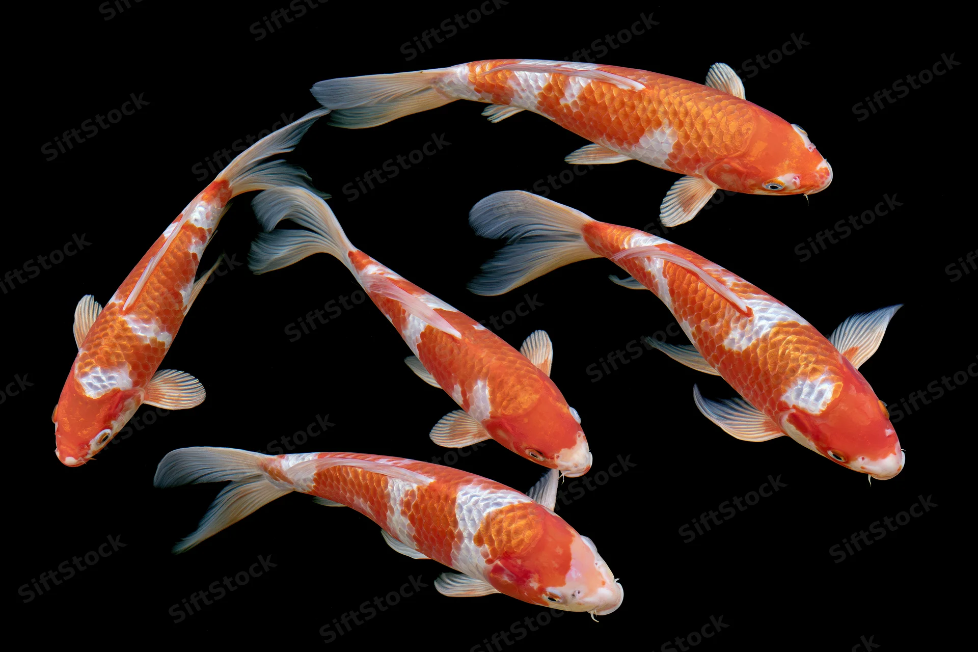 Five koi fish swimming in loose formation against black background
