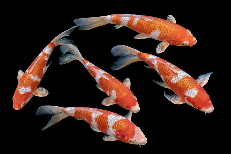 Five koi fish swimming in loose formation against black background