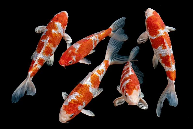 Five koi fish swimming in loose formation against black background