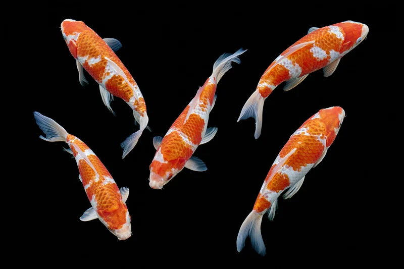 Five koi fish swimming in loose formation against black background