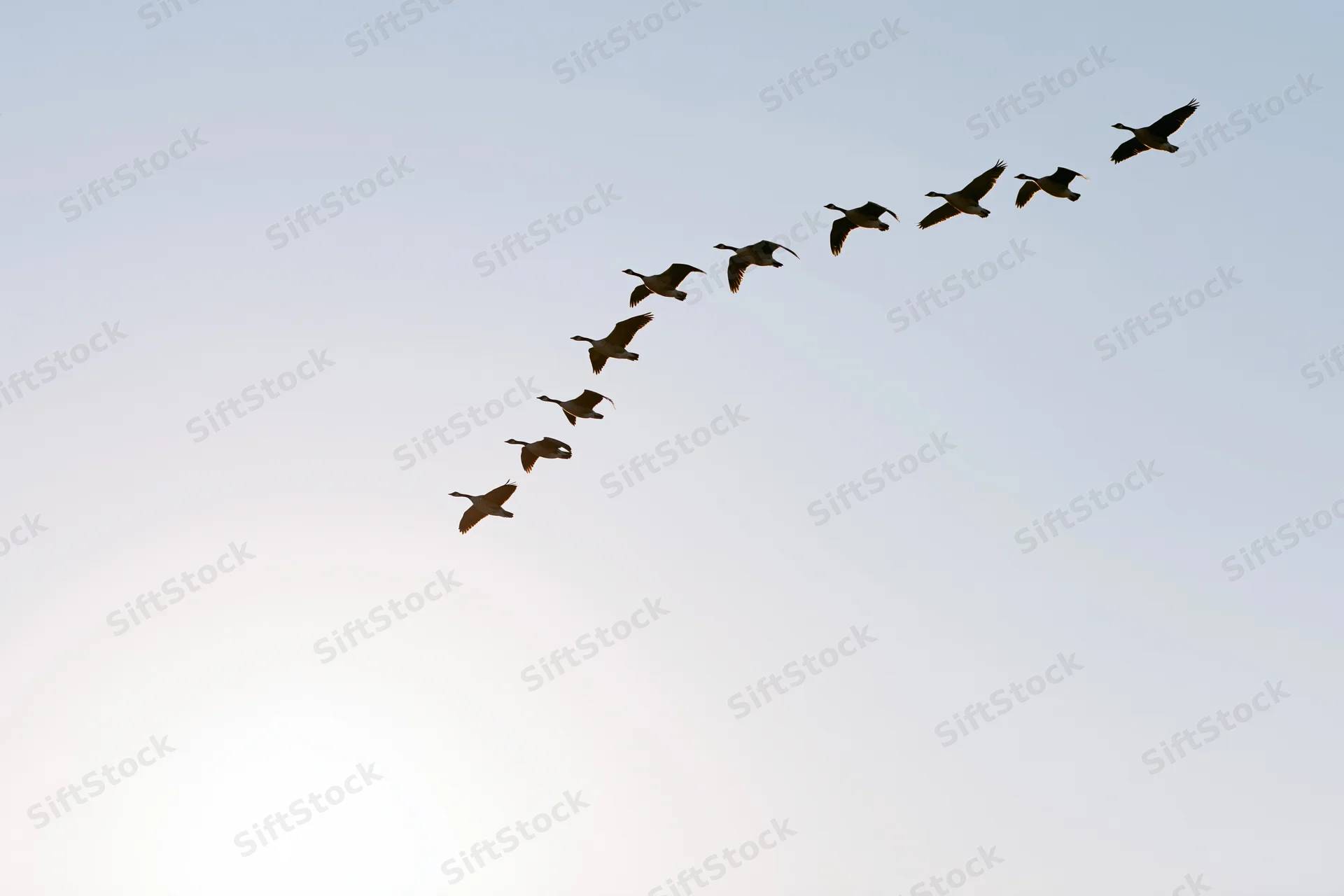Flock of geese flying in v-formation against open sky