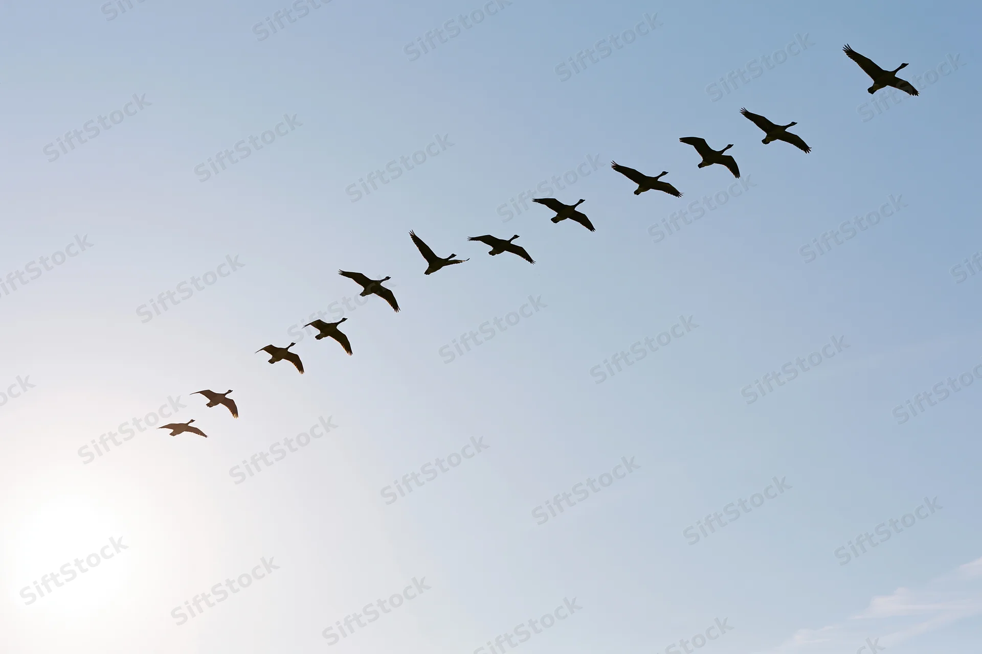 Flock of geese flying in v-formation against clear sky