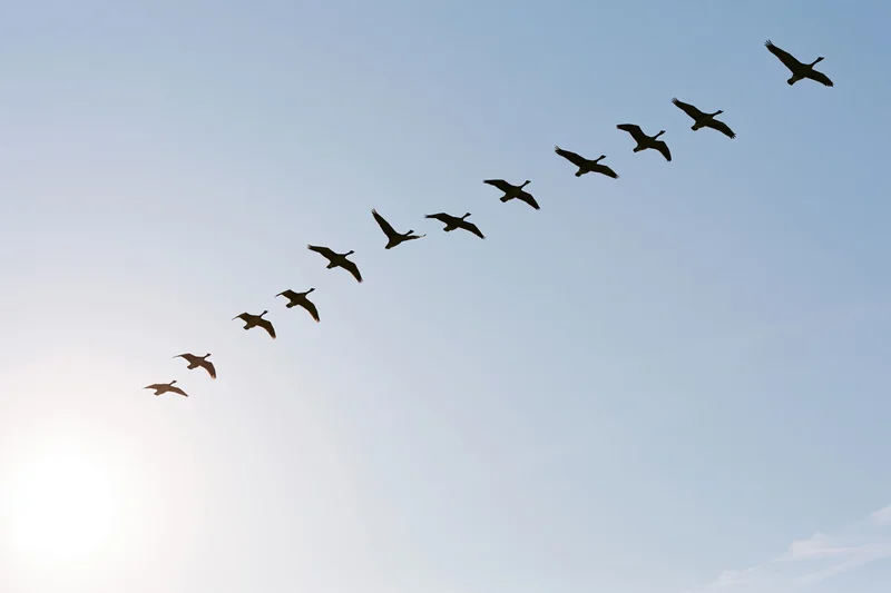 Flock of geese flying in v-formation against clear sky