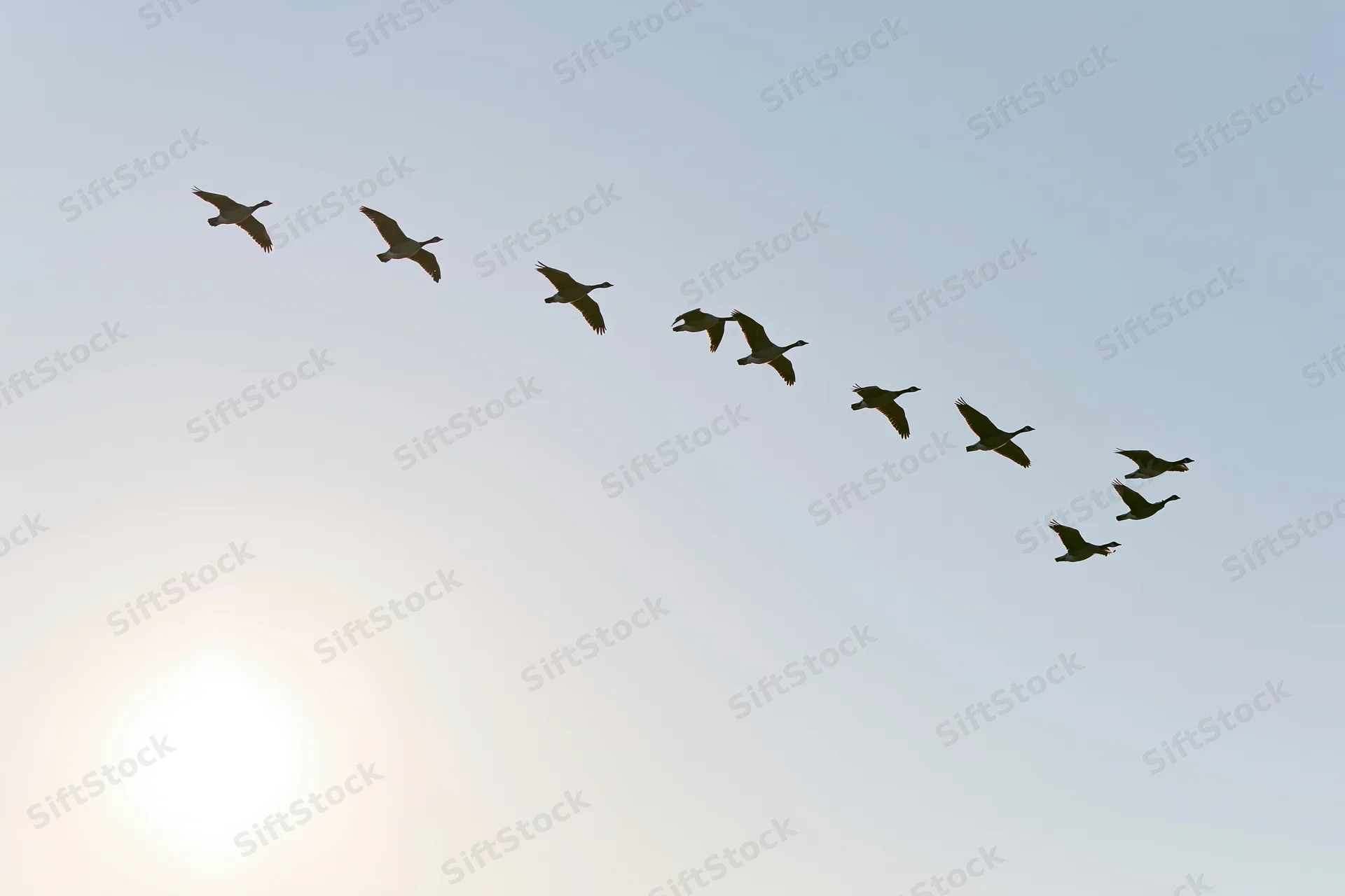 Flock of geese flying in v-formation against clear sky at sunrise