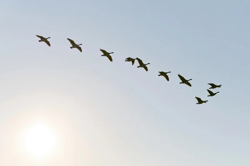 Flock of geese flying in v-formation against clear sky at sunrise