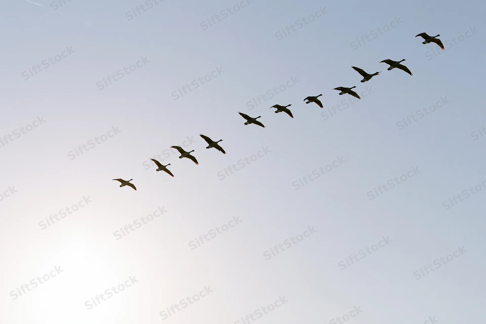 Flock of geese flying in v-formation across open sky