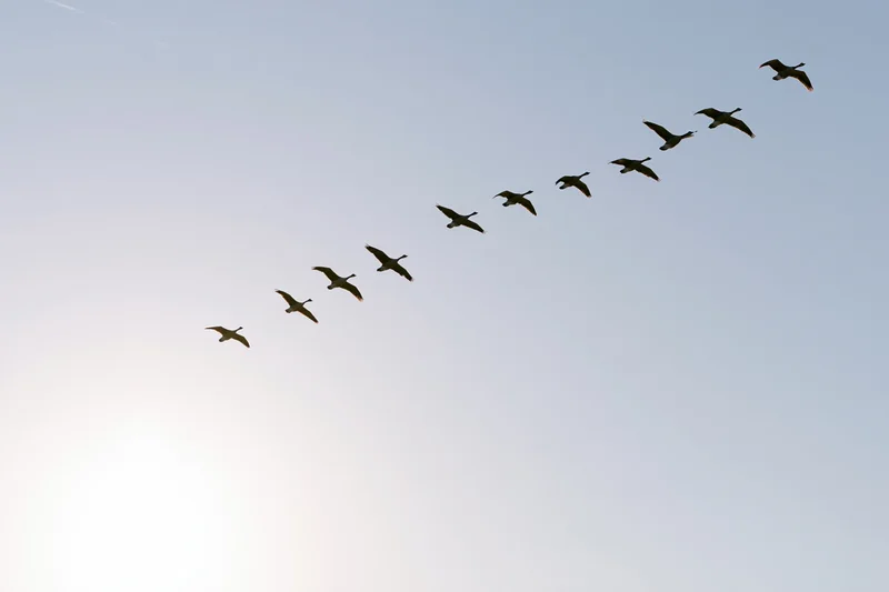 Flock of geese flying in v-formation across open sky