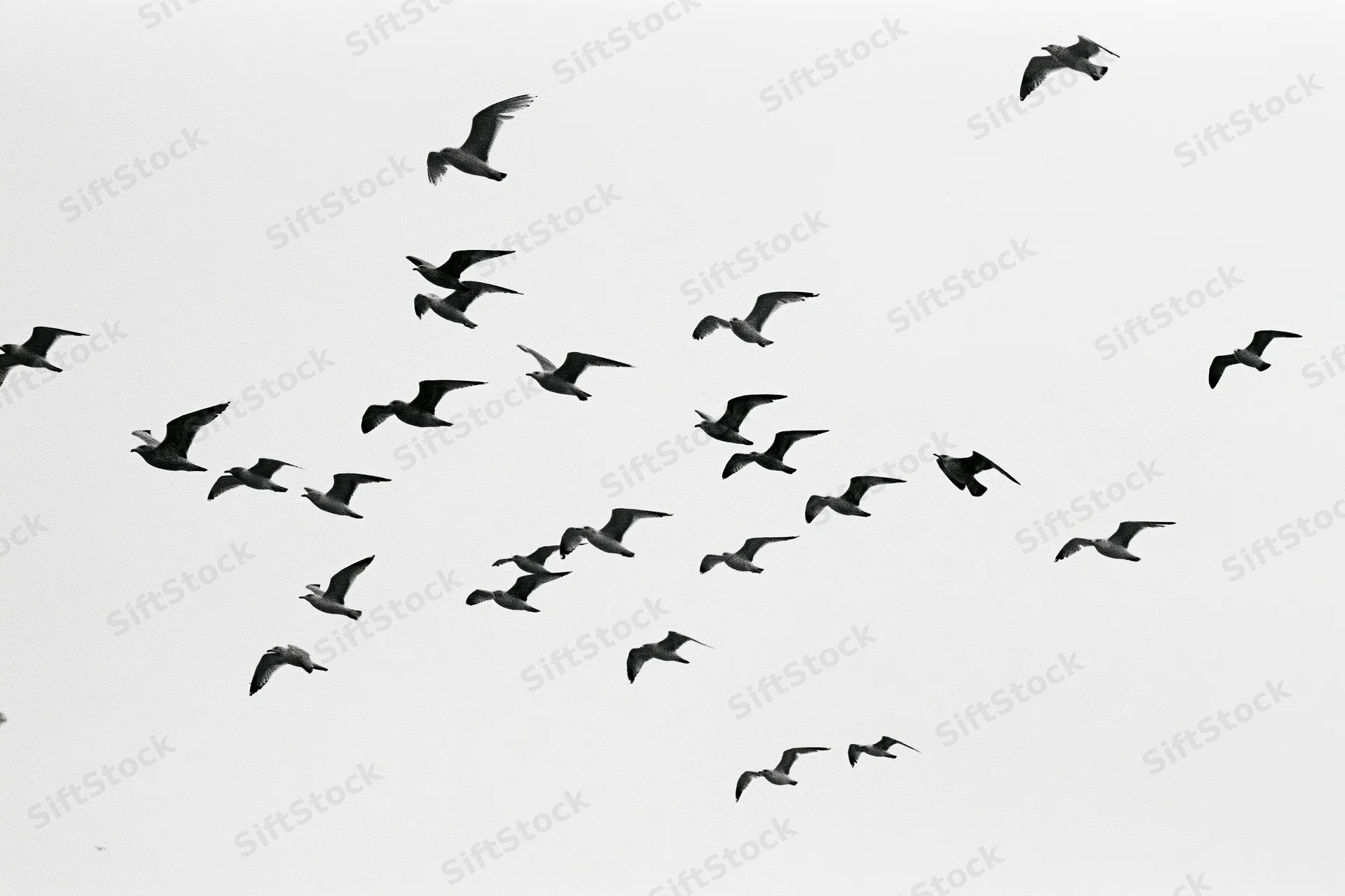 Flock of seagulls in mid-flight against overcast sky