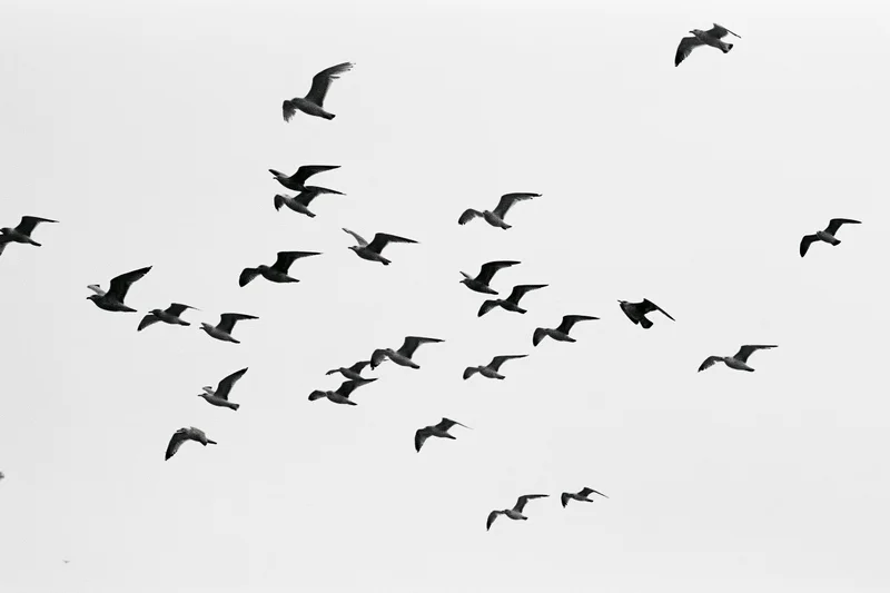 Flock of seagulls in mid-flight against overcast sky