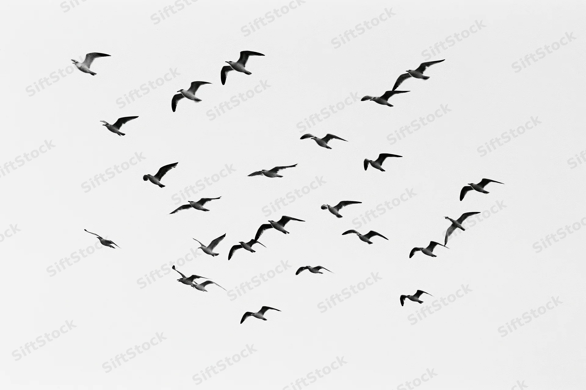 Flock of seagulls in mid-flight against a plain sky