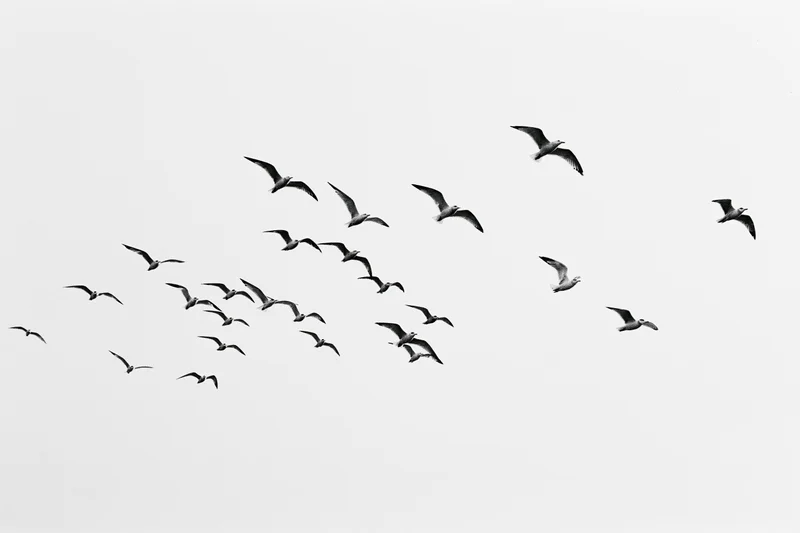 Flock of seagulls in mid-flight against overcast sky
