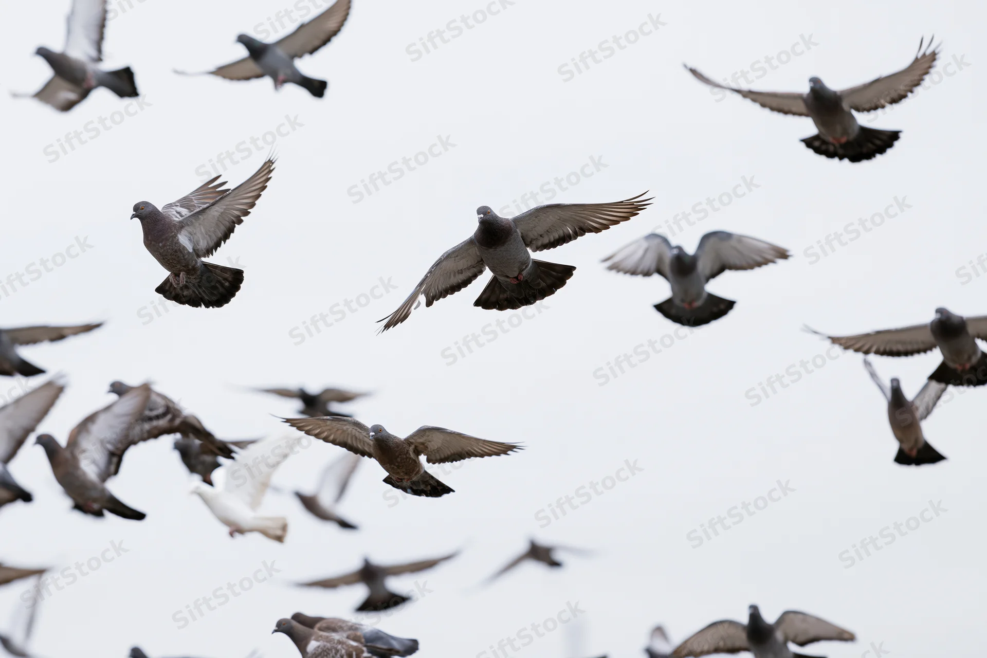 Flock of pigeons in mid-flight against overcast sky