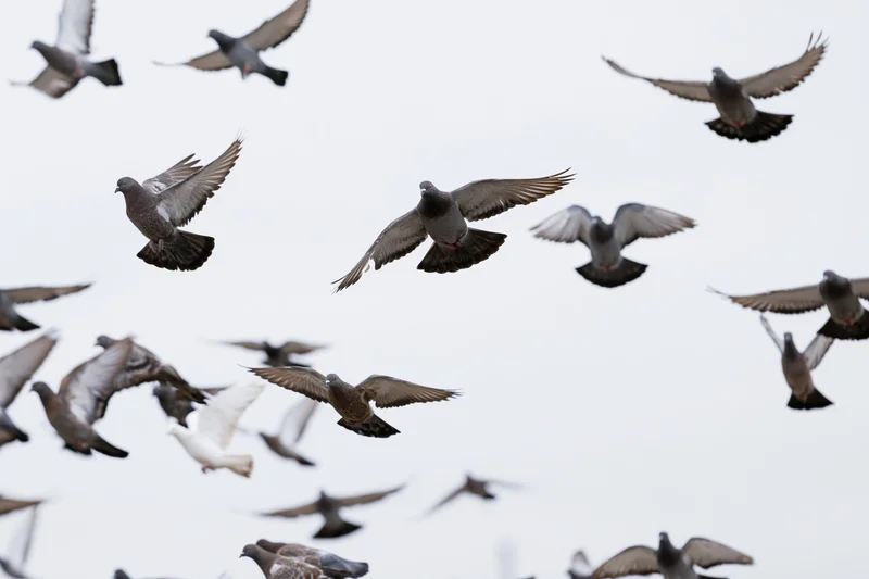 Flock of pigeons in mid-flight against overcast sky