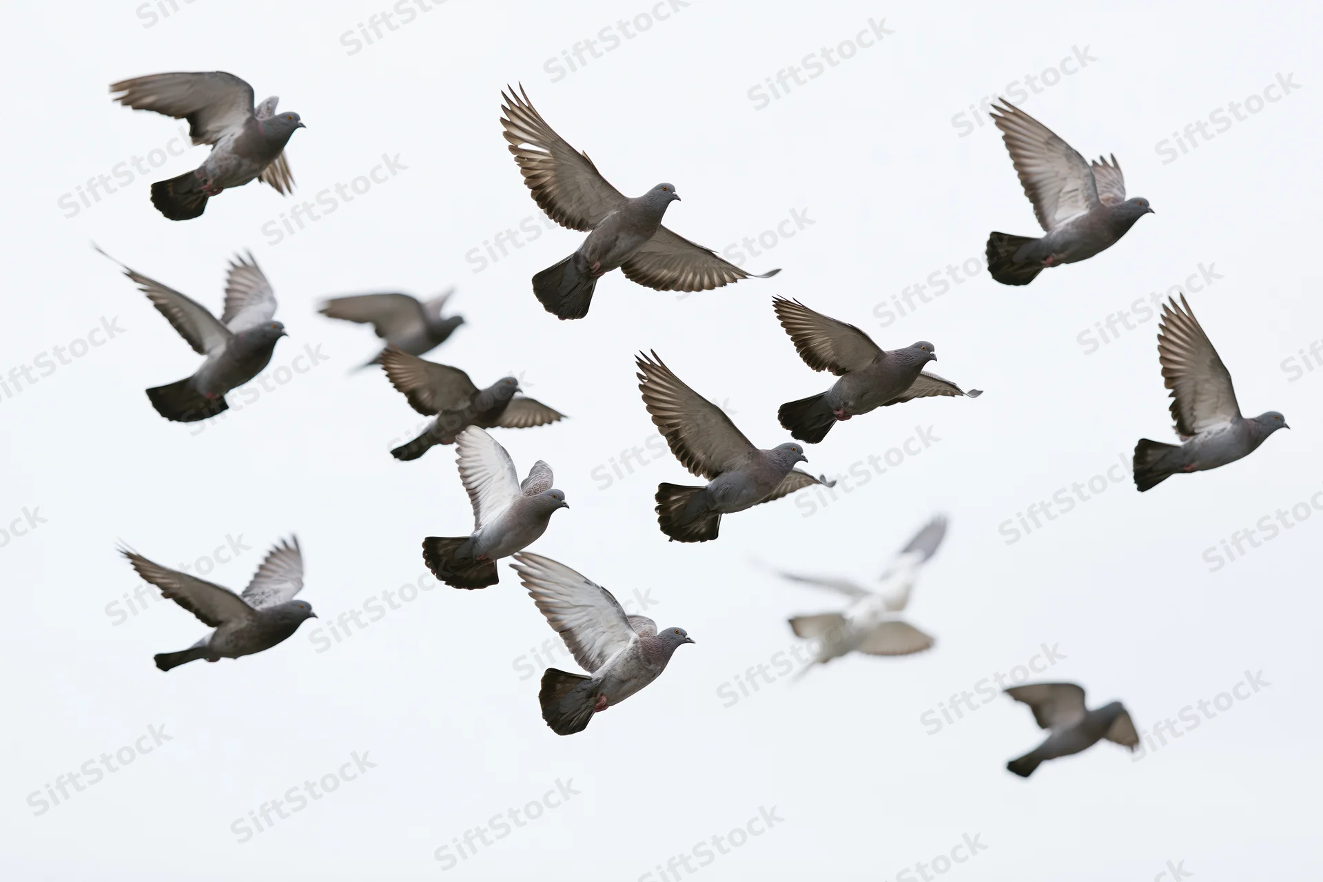 Flock of pigeons in mid-flight against overcast sky